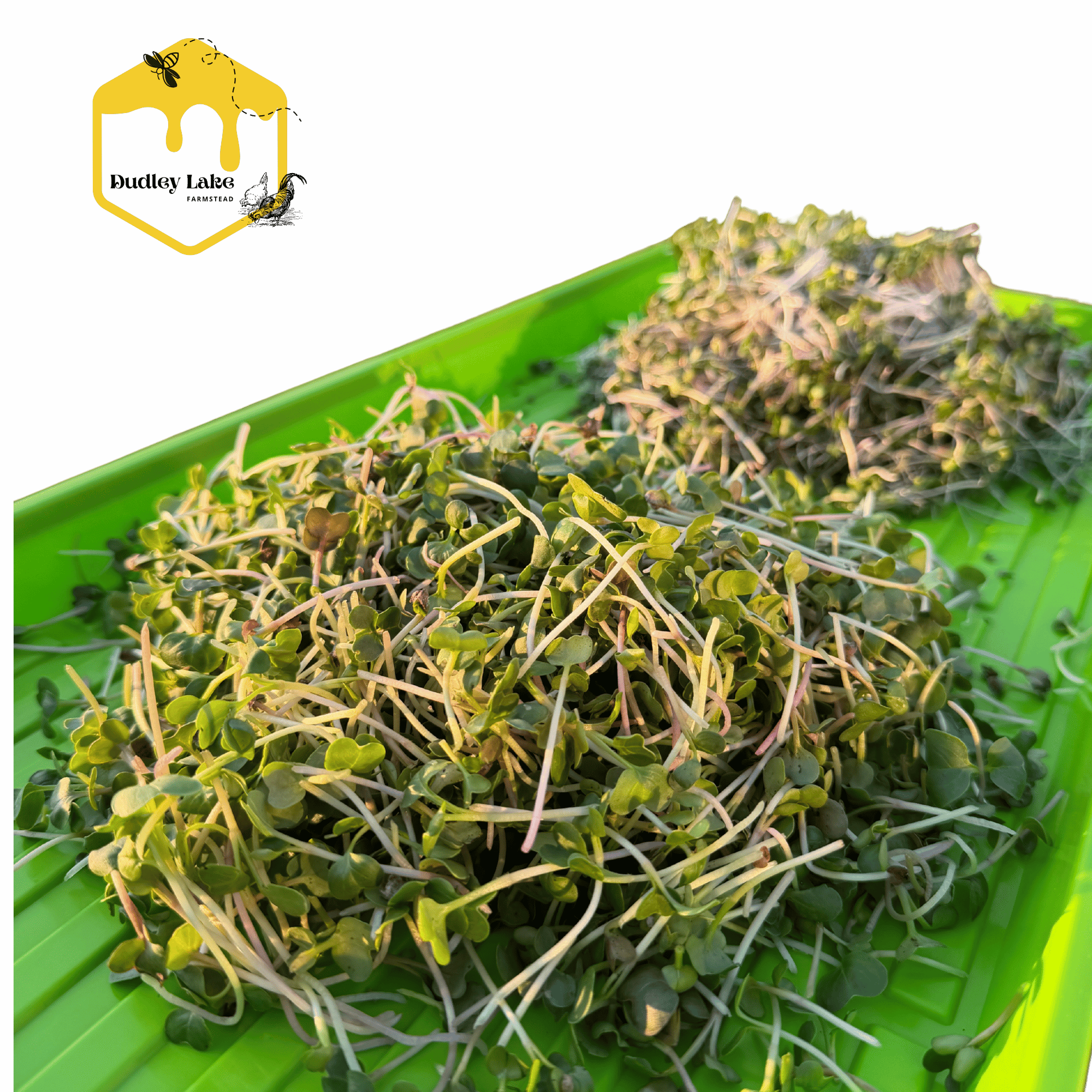 2oz Broccoli Microgreens